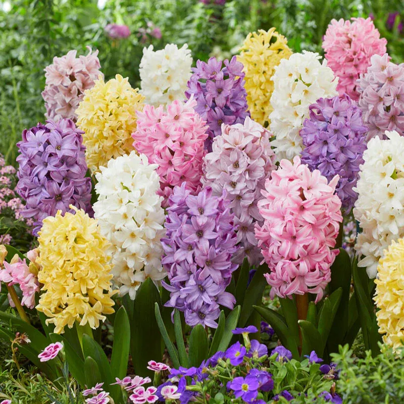 VEGSOW Hyacinth Bulbs - Pastel Mix