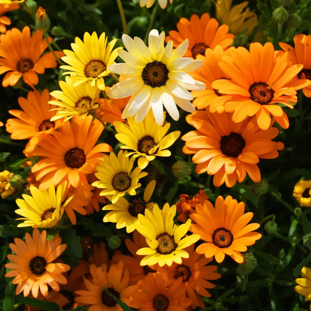 VEGSOW African Daisy Seeds - Mixed Variety Flower Seeds