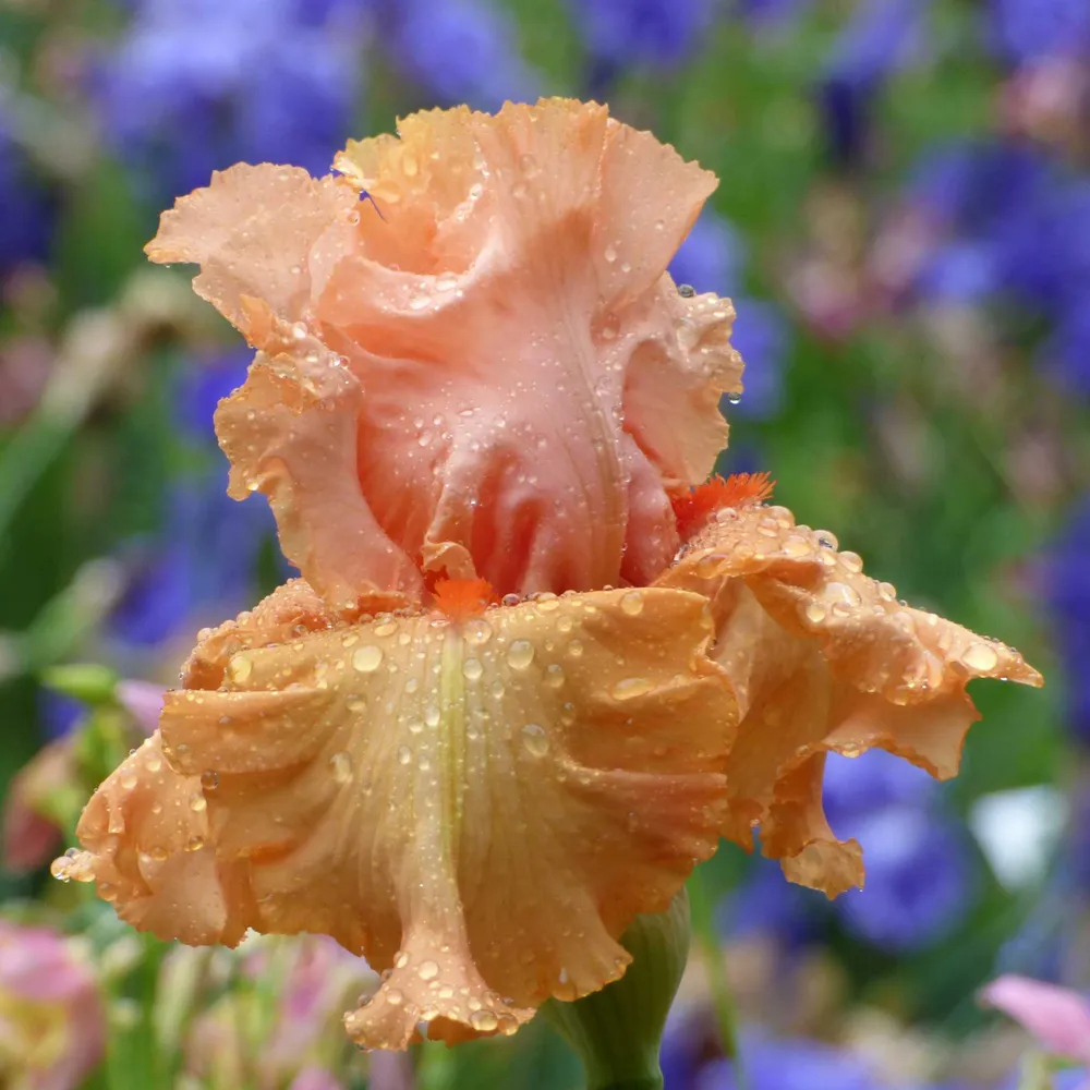VEGSOW Autumn Riesling Bearded Iris Bulbs - Perennial Garden Rhizomes