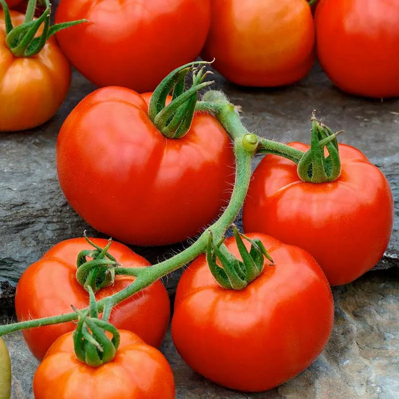 VEGSOW Rutgers VF Tomato Seeds - Heirloom Variety for Home Gardens