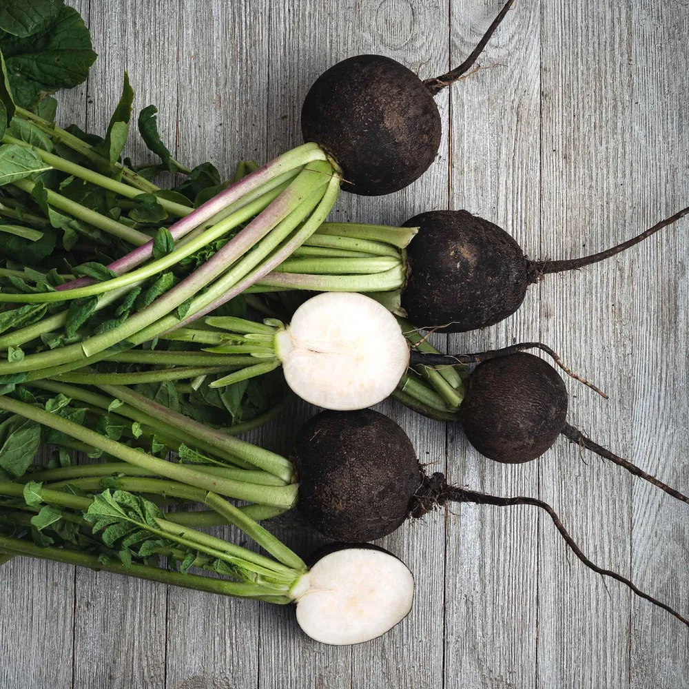 VEGSOW Black Spanish Round Radish Seeds - Heirloom Winter Vegetable Seeds