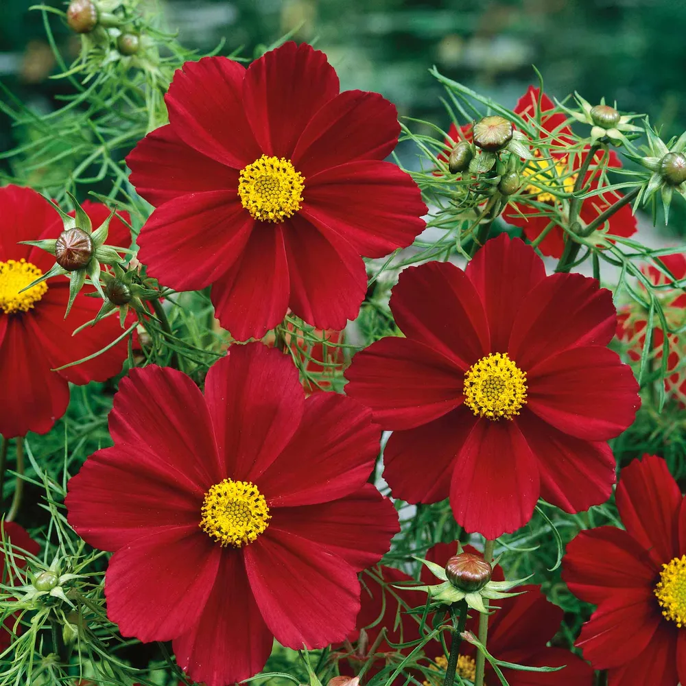 VEGSOW Versailles Tetra Red Cosmos Seeds - Heirloom Annual Flower Seeds