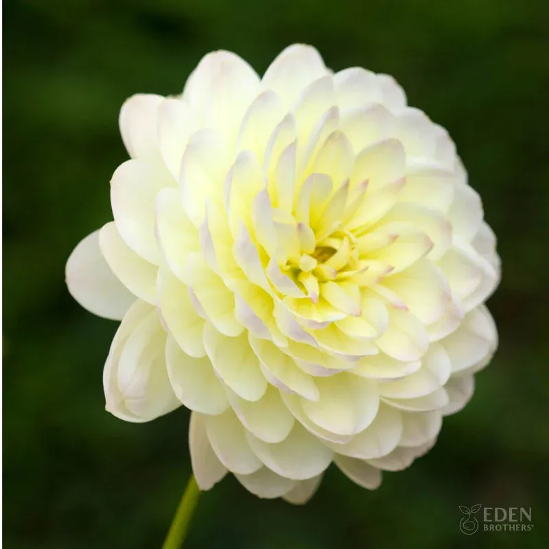VEGSOW Sandia Serenity Waterlily Dahlia Tubers - Perennial Flowering Bulbs