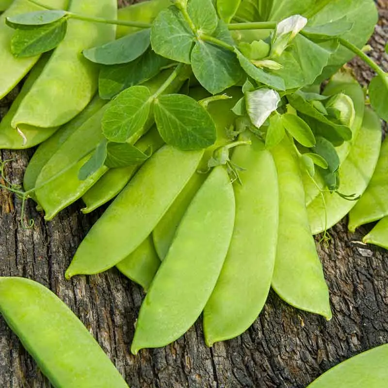 VEGSOW Mammoth Melting Pea Seeds - Heirloom Sugar Snap Peas