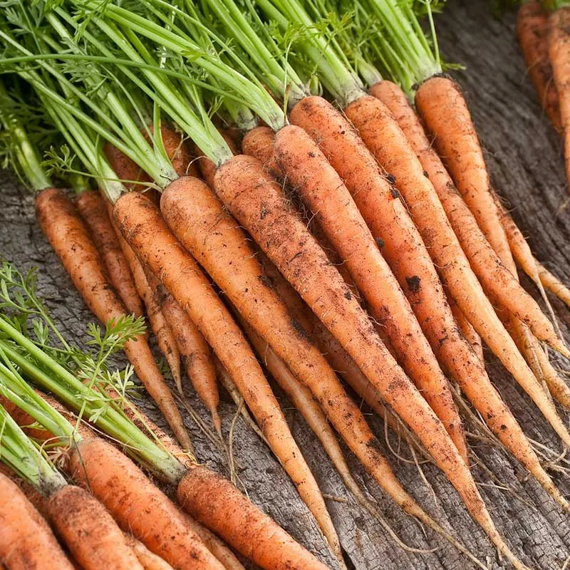 VEGSOW Scarlet Nantes Carrot Seeds - Heirloom Vegetable Garden Seeds