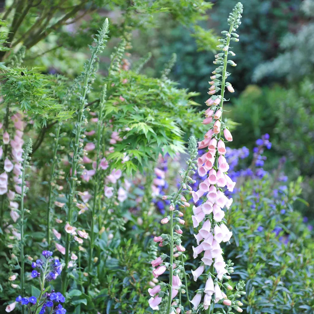 VEGSOW Foxglove Seeds - Apricot Beauty (Digitalis Purpurea)