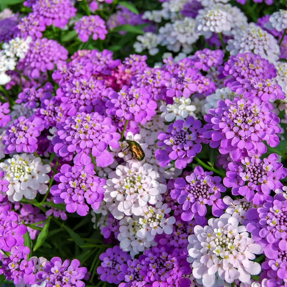 VEGSOW Candytuft Seeds - Mixed Colors