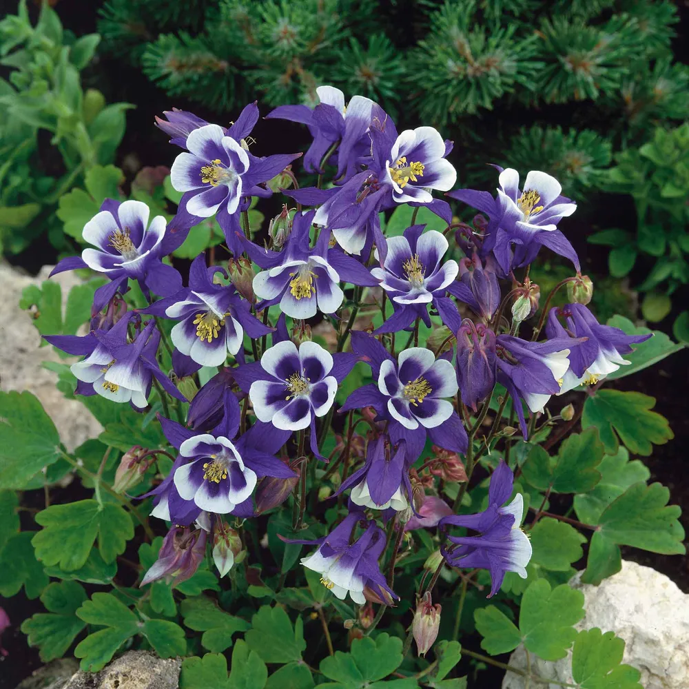 VEGSOW Blue Star Columbine Seeds - Perennial Aquilegia Flower Seeds