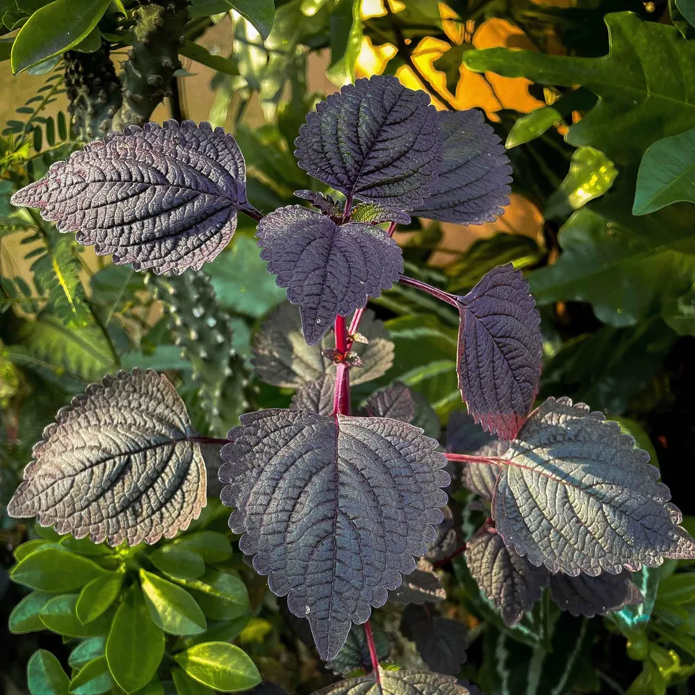 VEGSOW Perilla (Shiso) Seeds - Heirloom Green Variety for Culinary Herb Gardening