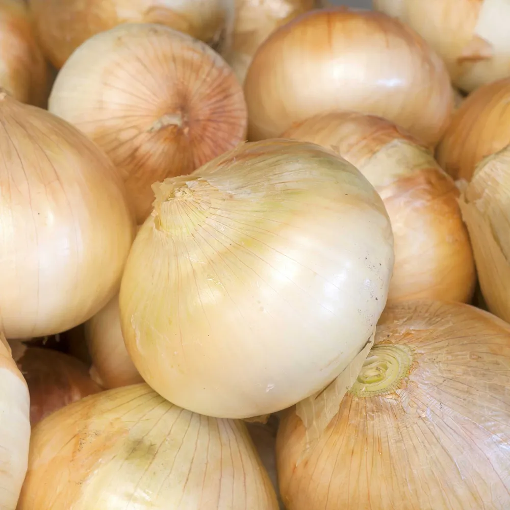 VEGSOW Walla Walla Sweet Onion Seeds - Heirloom Vegetable Seeds for Home Gardening