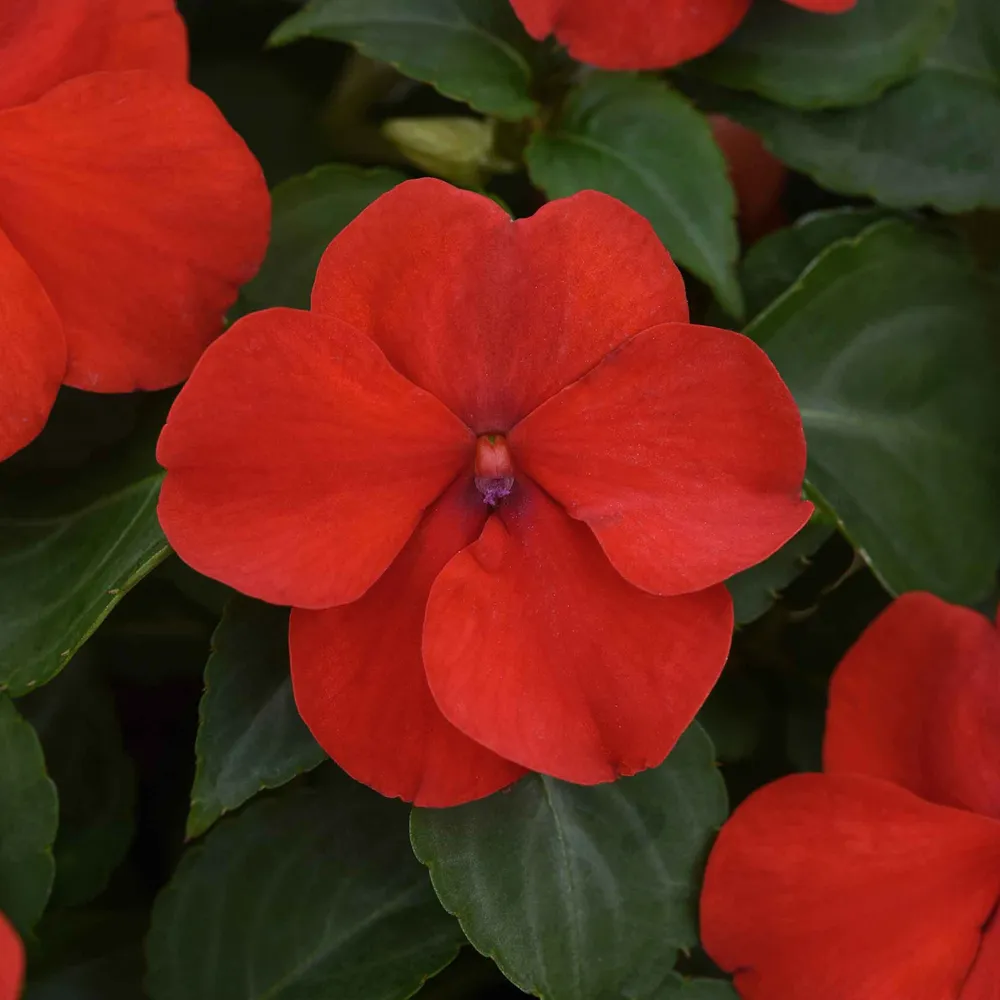 VEGSOW Impatiens Seeds - Beacon Bright Red