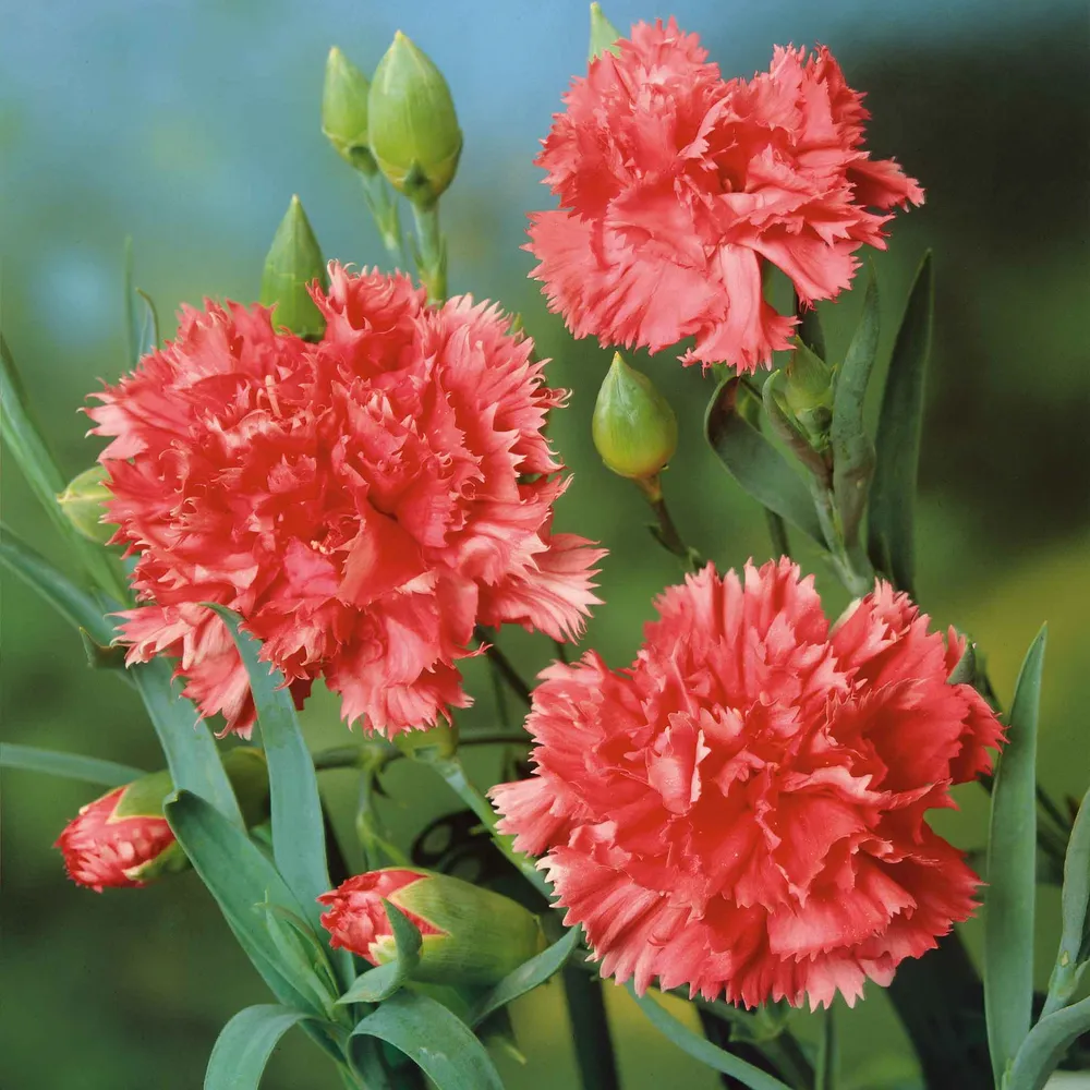 VEGSOW Orange Sherbet Carnation Seeds - Heirloom Flower Seeds