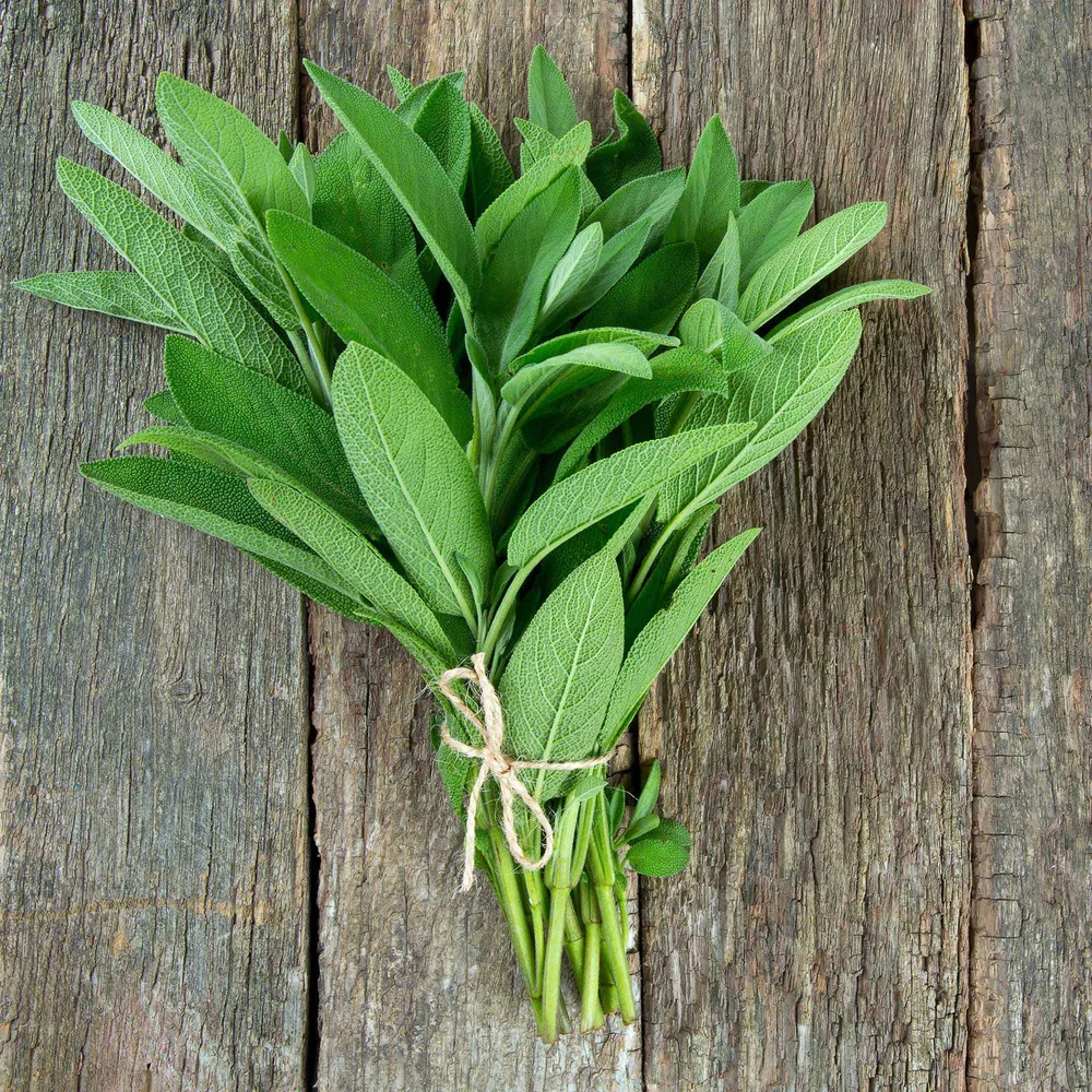 VEGSOW Sage Seeds for Indoor and Outdoor Herb Gardening