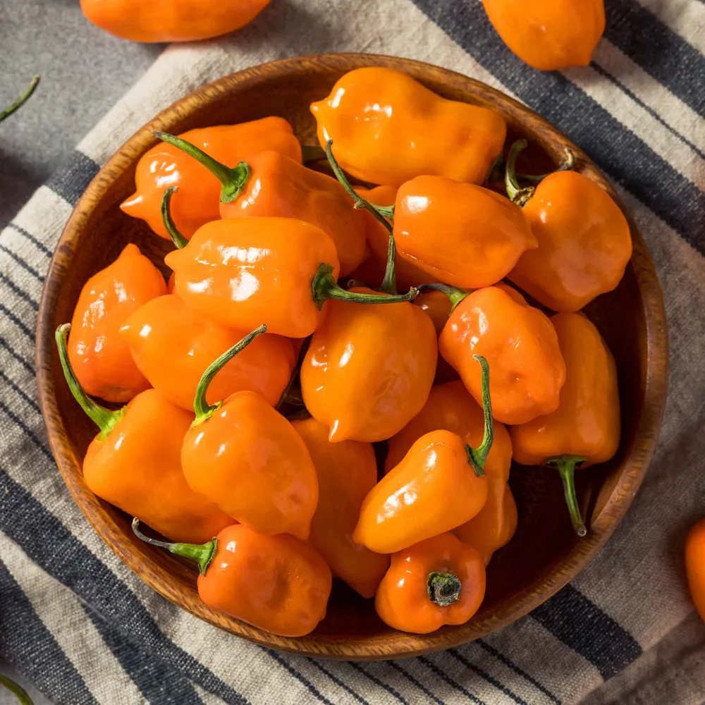 VEGSOW Habanero Orange Pepper Seeds - Heirloom Hot Pepper Variety