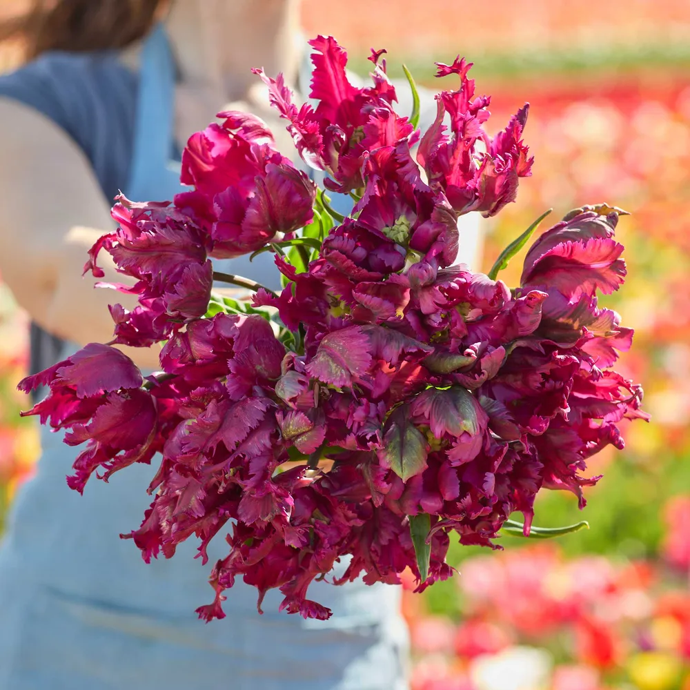VEGSOW Parrot Negrita Tulip Bulbs - Deep Purple Frilled Spring Flowering Bulbs