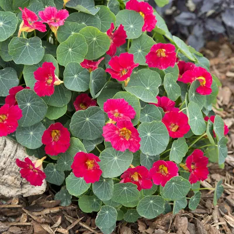 VEGSOW Nasturtium Seeds - Baby Rose