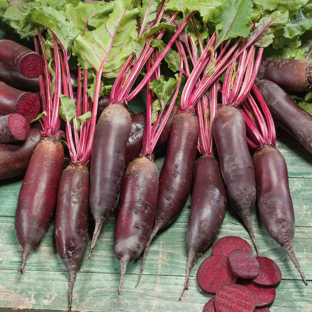 VEGSOW Cylindra Beet Seeds - Heirloom Cylindrical Garden Vegetable Seeds
