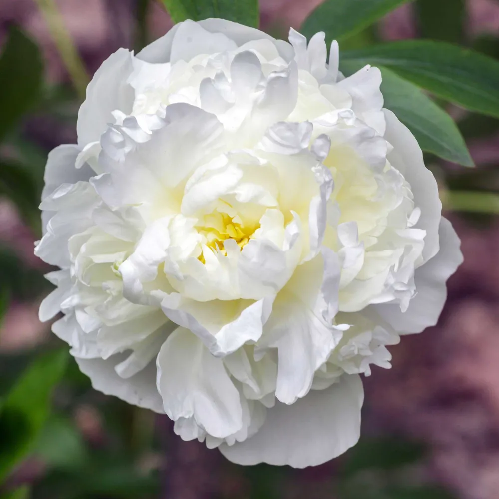 VEGSOW Duchesse de Nemours Peony Roots - Jumbo Bare Root Perennial