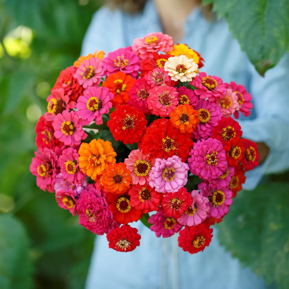 VEGSOW Dwarf Zinnia Seeds - Pepito Mix