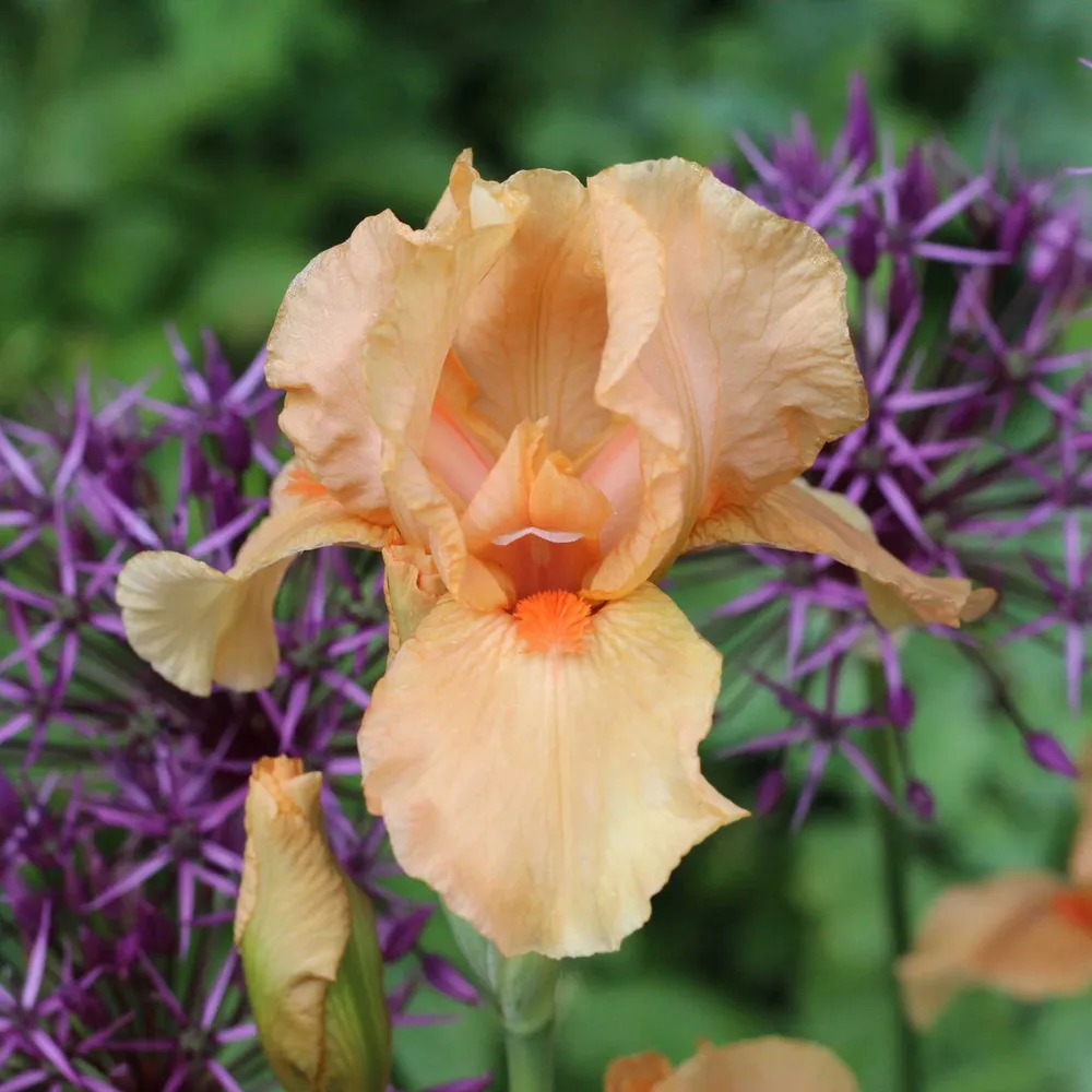 VEGSOW Many Mahalos Bearded Iris Bulbs - Perennial Rhizomes for Garden Landscapes