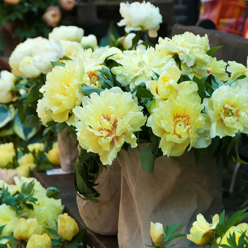 VEGSOW Itoh Peony Roots - Bartzella