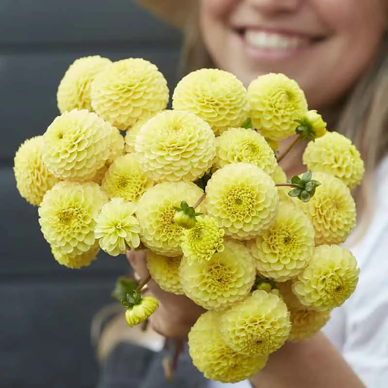 VEGSOW Buttercup Pompon Dahlia Tubers - Professional Grade Flower Bulbs