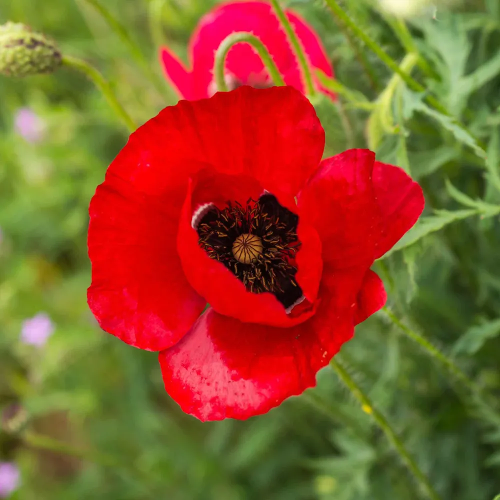 VEGSOW Red Corn Poppy Seeds - Papaver Rhoeas Heirloom Flower Seeds