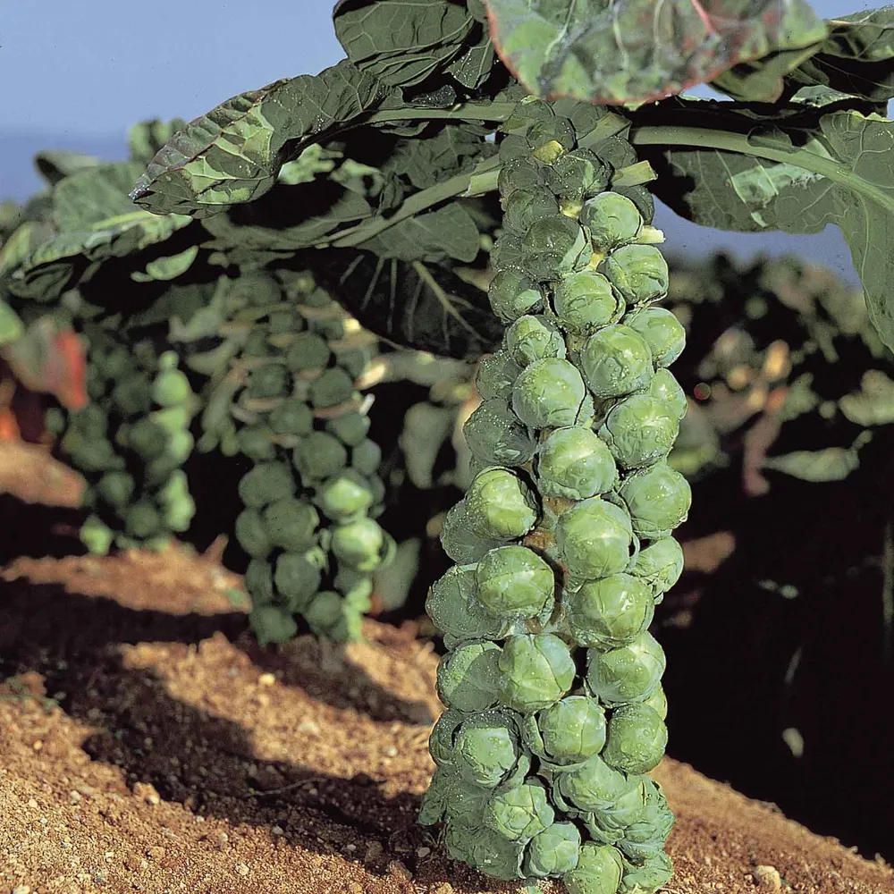 VEGSOW Jade Cross Brussels Sprouts Seeds - High-Yield Garden Vegetable Seeds