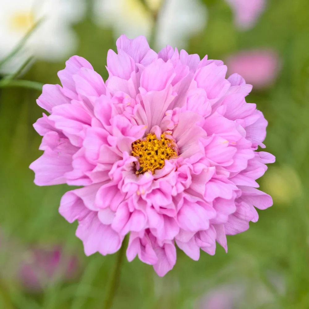 VEGSOW Double Click Rose Bon Bon Cosmos Seeds