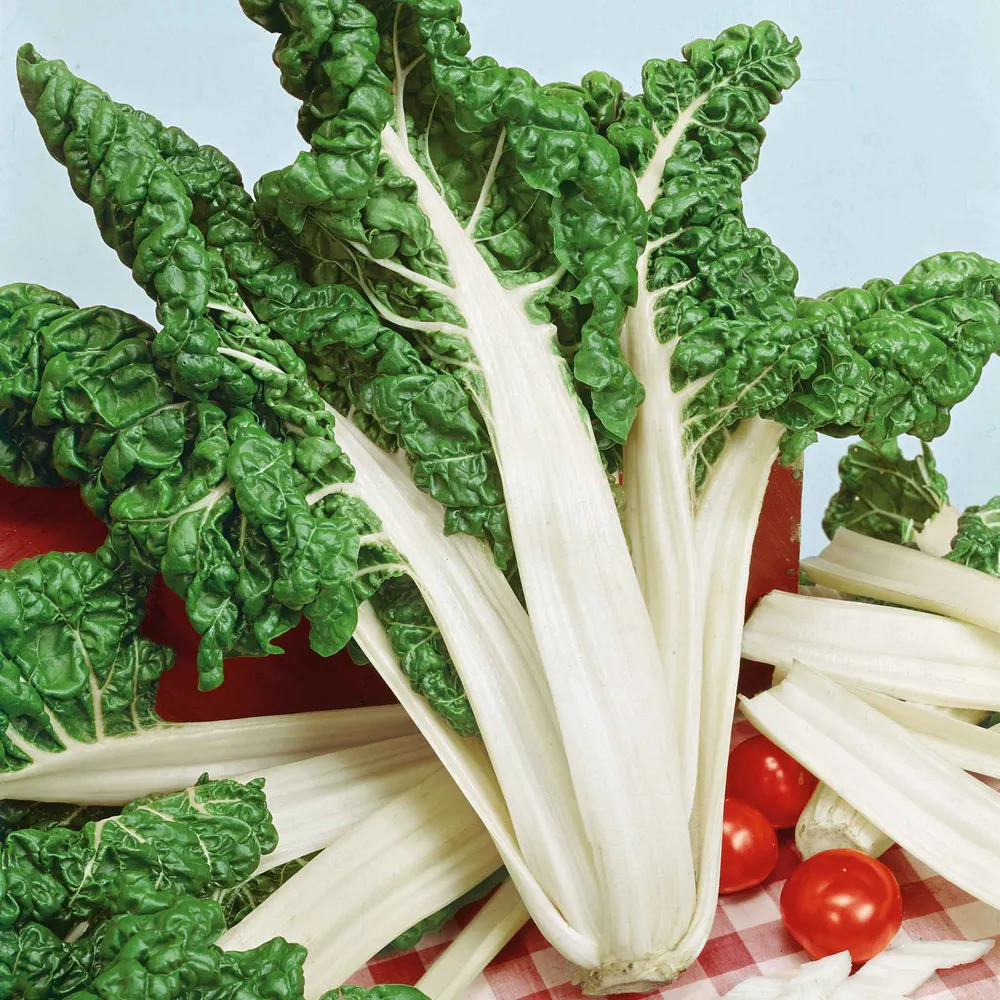 VEGSOW Fordhook Giant Swiss Chard Seeds - Heirloom Vegetable Seeds for Home Gardening