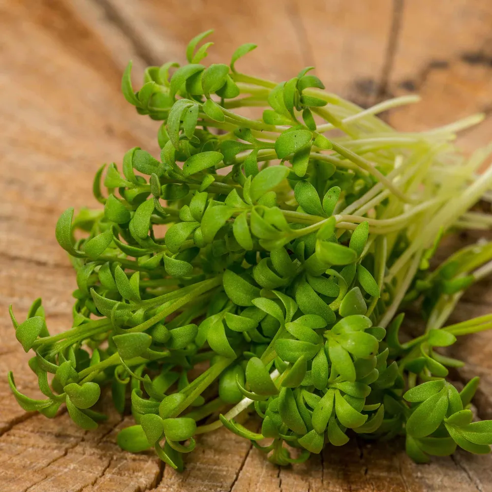 VEGSOW Wrinkled Crinkled Cress Seeds for Soil-Based Microgreen Cultivation