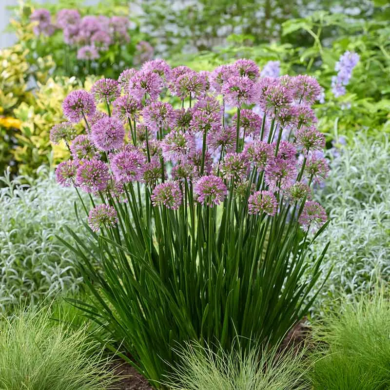 VEGSOW Allium Roots - Millenium