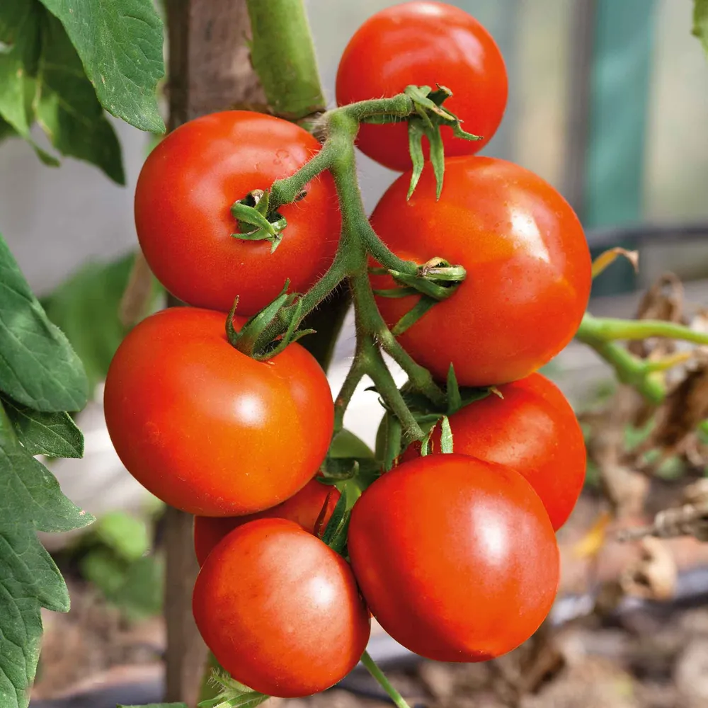 VEGSOW Organic Moneymaker Tomato Seeds for Home Gardening
