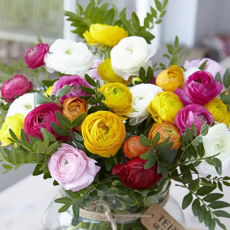 VEGSOW Ranunculus Bulbs - 45 Days of Bloom Mix