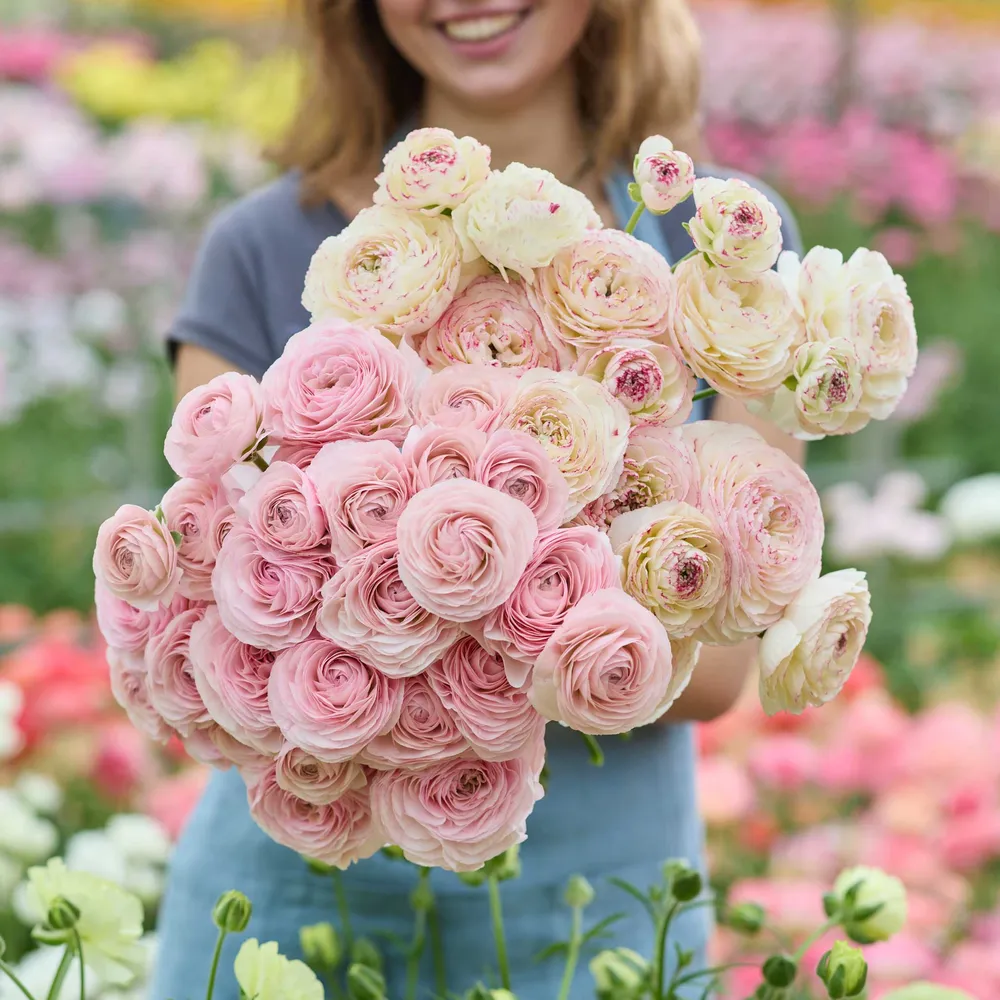 VEGSOW Ranunculus Romance Bundle - Orleans & Seine