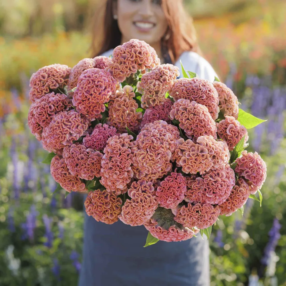 VEGSOW Celosia Seeds - Act Pink