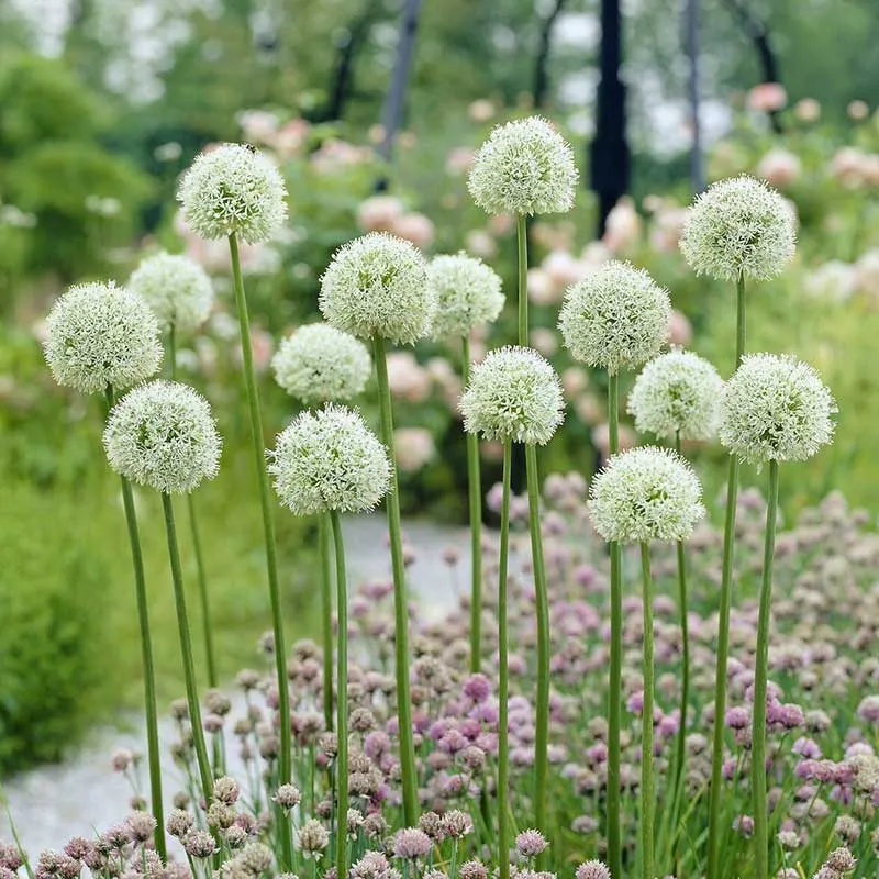 VEGSOW Giant Allium Bulbs - Mont Blanc White Flowering Perennial Bulbs