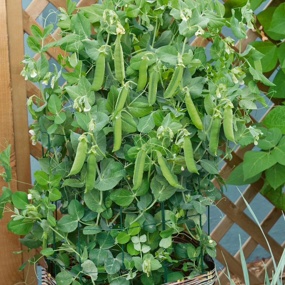 VEGSOW Patio Pride Pea Seeds - Compact Dwarf Variety for Container Gardening