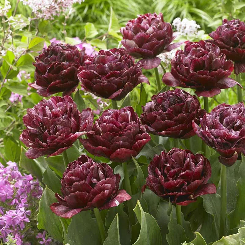 VEGSOW Nachtwatch Tulip Bulbs - Deep Purple Spring Flowering Bulbs