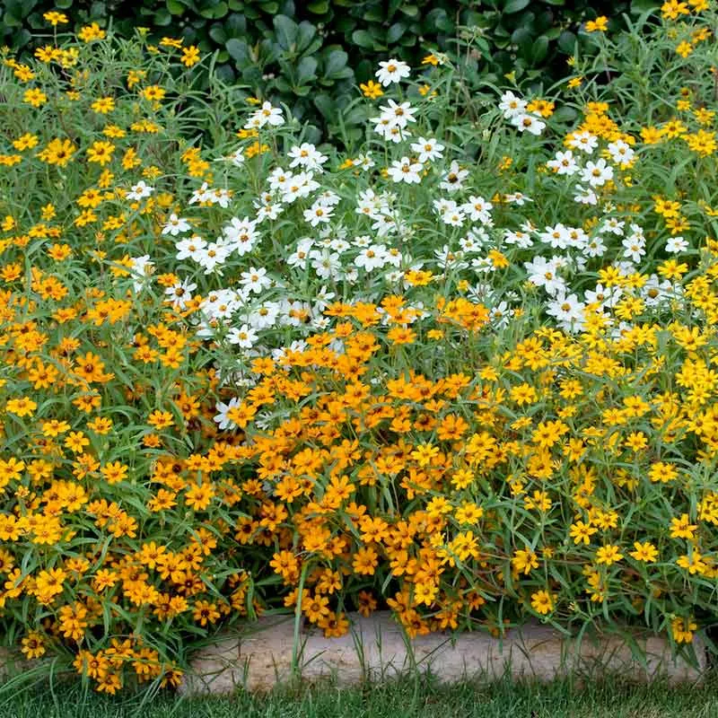 VEGSOW Zinnia Seeds - Linearis Mix - Annual Flowering Seeds