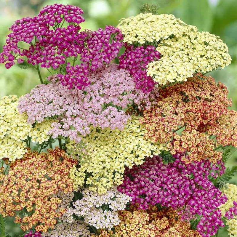 VEGSOW Yarrow Roots Mix - Perennial Herb Seeds for Garden Landscapes