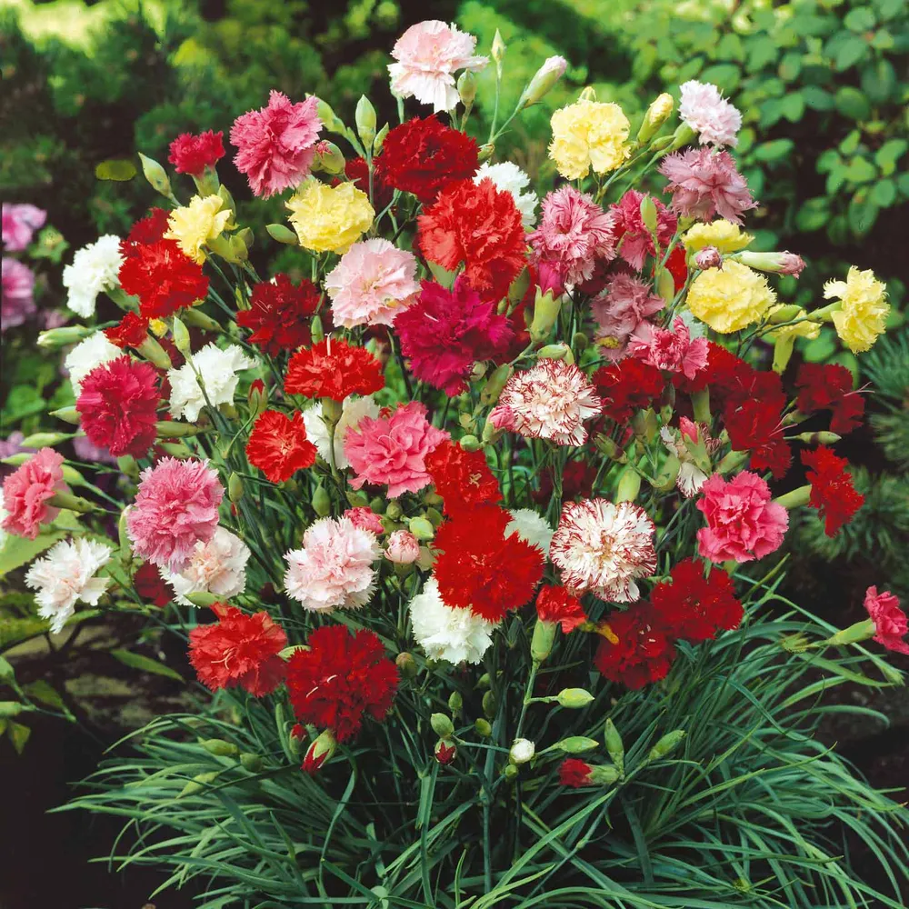 VEGSOW Grenadin Double Mix Carnation Seeds - Heirloom Flower Seeds