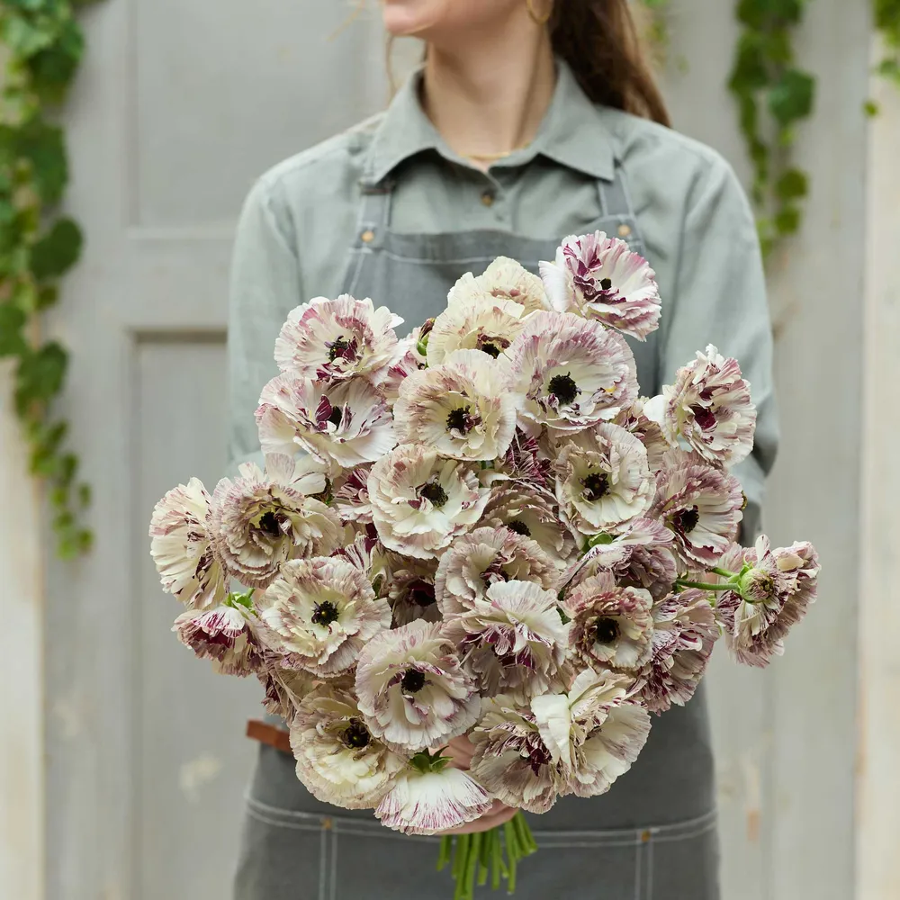 VEGSOW Ranunculus Bulbs - Brushmark Galthie