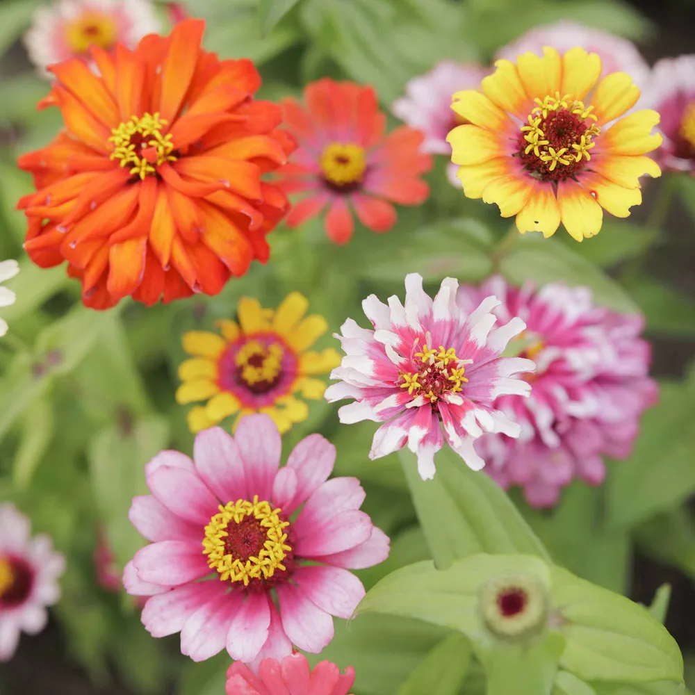 VEGSOW Zinnia Seeds - Swirls Mixed