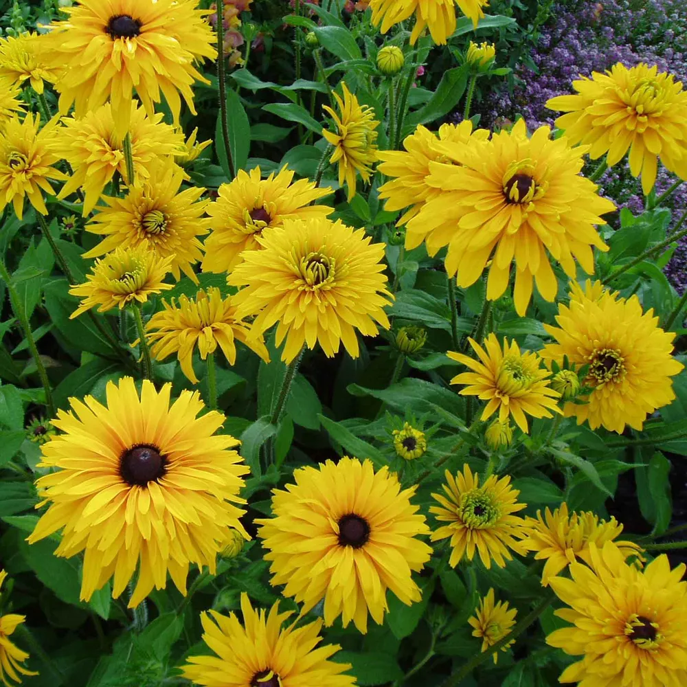 VEGSOW Black Eyed Susan Seeds - Double Golden Gloriosa