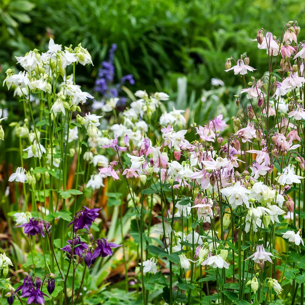 VEGSOW Dwarf & European Columbine Mix Seeds - Perennial Flower Seeds
