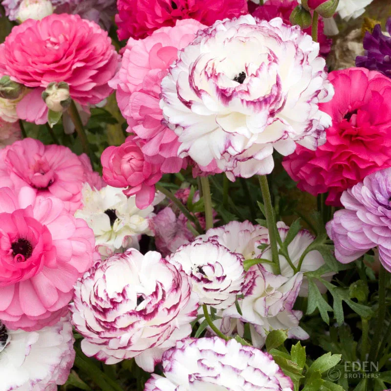 VEGSOW Ranunculus Bulbs - Pink Renaissance Mix