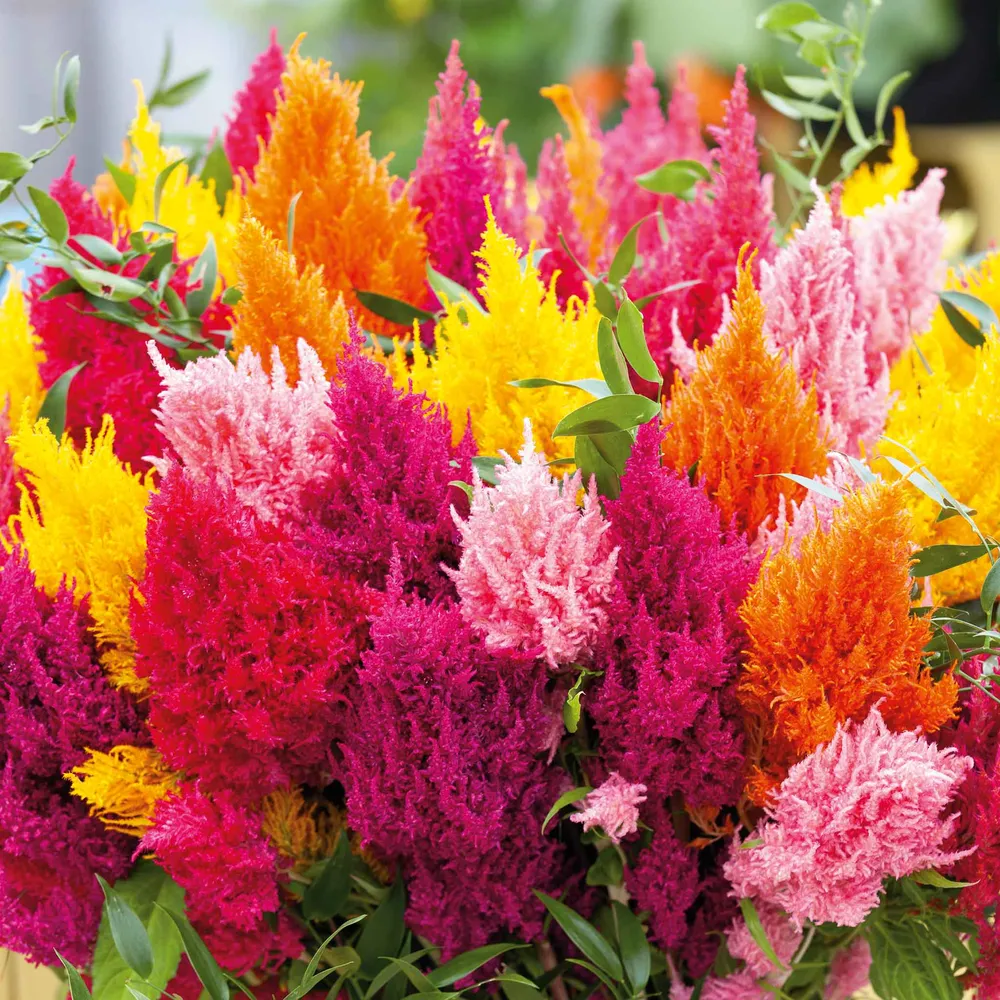 VEGSOW Celosia Seeds - Mixed Pampas Plume