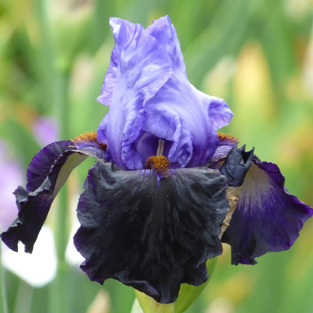 VEGSOW Bearded Iris Bulbs - Dangerous Mood