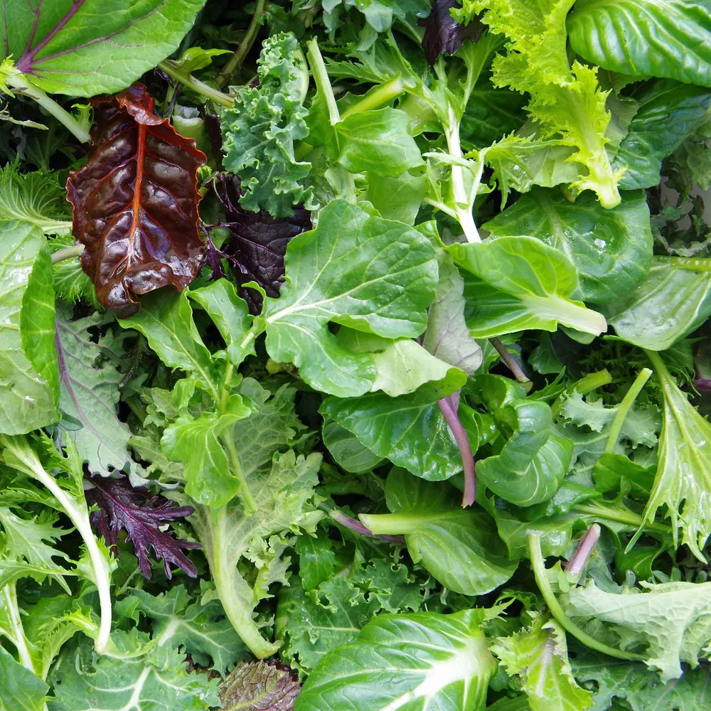 VEGSOW Mesclun Mix Lettuce Seeds - Heirloom Salad Greens Blend